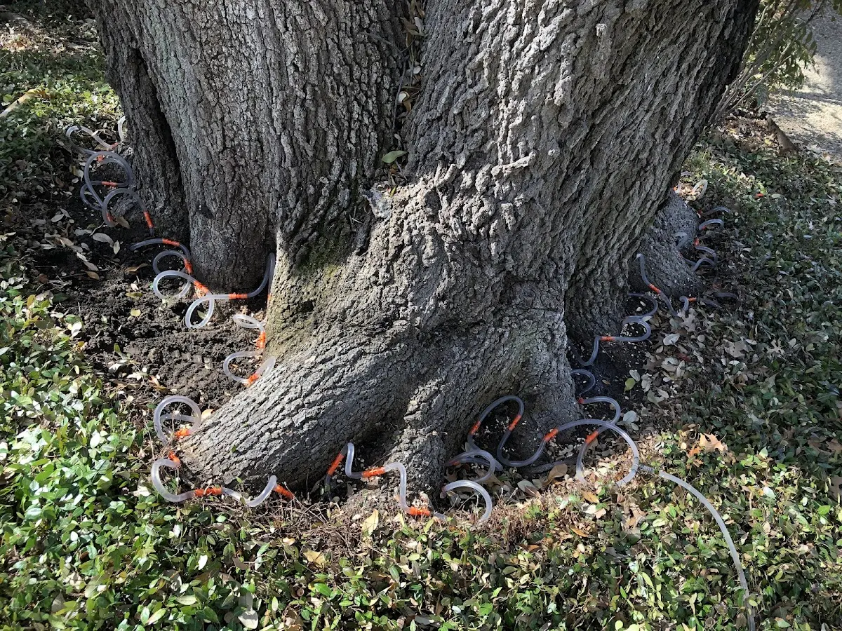 Detailed Tree Cabling and Bracing job site in Pella