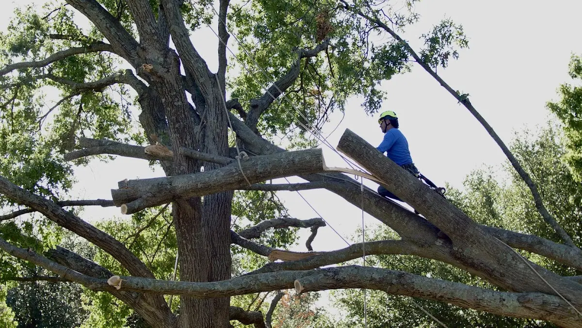 Professional Hazardous Tree Removal performed by certified arborists in Pella