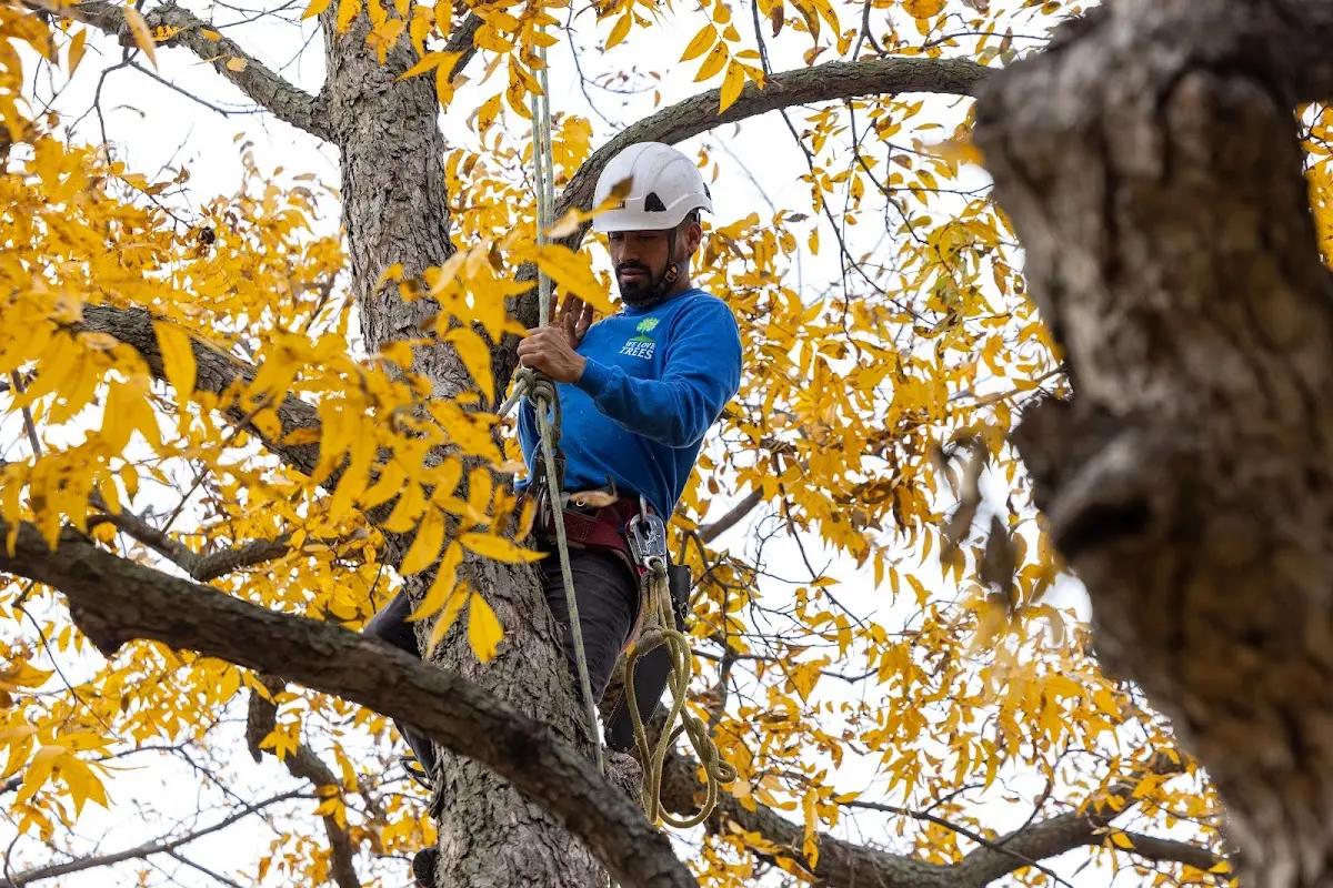Skilled Tree Planting crew working in Pella